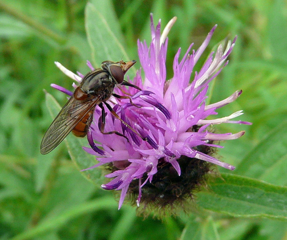 Hover Fly (Rhingia campestris)
