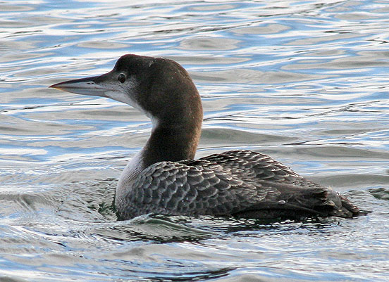 Great Northern Diver 