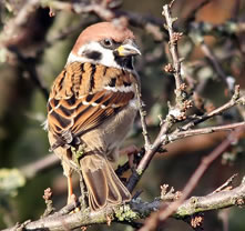 Tree sparrow