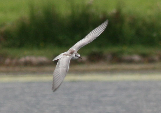 Whiskered tern
