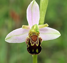 Bee Orchid