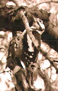 gswood.jpg - 15Kb