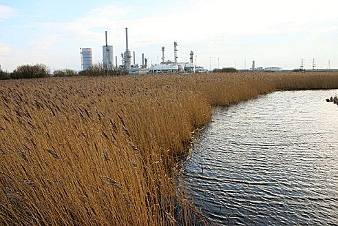 Long Drag reed beds