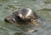 Common Seal 6Kb